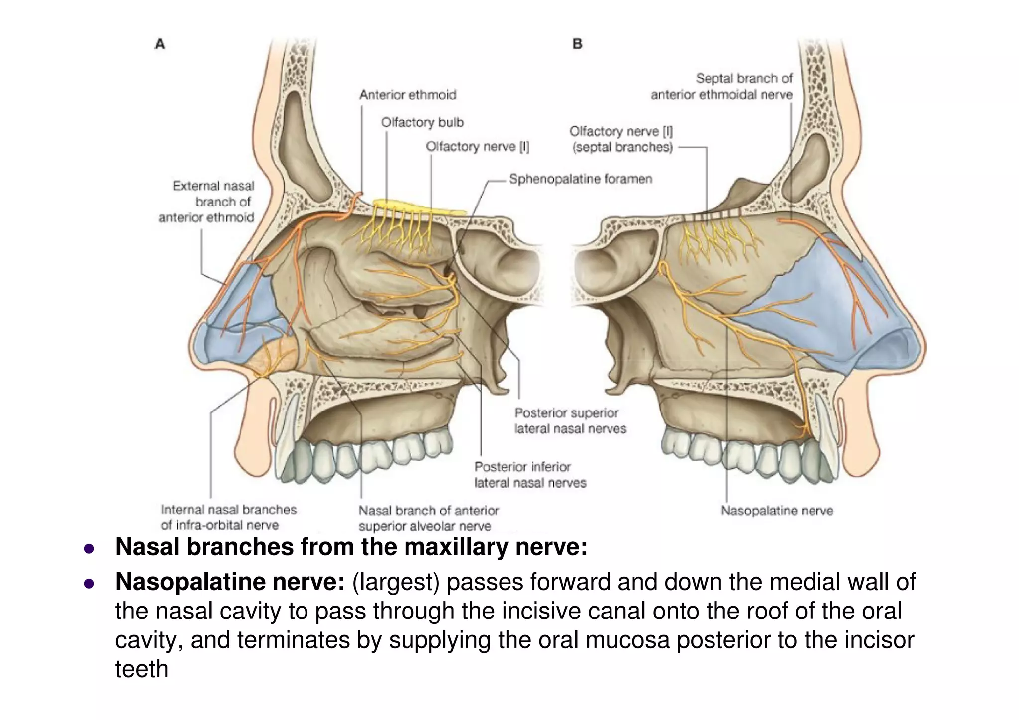 Nasal branches from the maxillary nerve:
 Nasopalatine nerve: (largest) passes forward and down the medial wall of
the nasal cavity to pass through the incisive canal onto the roof of the oral
cavity, and terminates by supplying the oral mucosa posterior to the incisor
teeth
 