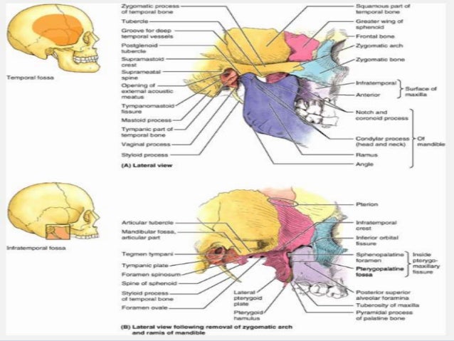 infratemporal fossa