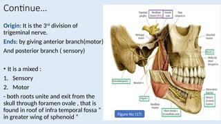 Comprehensive Anatomy of Temporal and Infratemporal Fossae: Boundaries ...