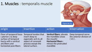 Temporal Innervation Comprehensive Anatomy of Temporal and Infratemporal Fossae: Boundaries ...