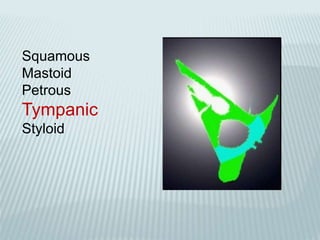 Squamous
Mastoid
Petrous
Tympanic
Styloid
 