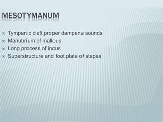 MESOTYMANUM
 Tympanic cleft proper dampens sounds
 Manubrium of malleus
 Long process of incus
 Superstructure and foot plate of stapes
 