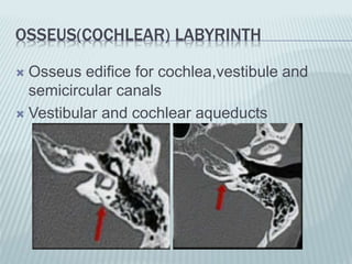 OSSEUS(COCHLEAR) LABYRINTH
 Osseus edifice for cochlea,vestibule and
semicircular canals
 Vestibular and cochlear aqueducts
 