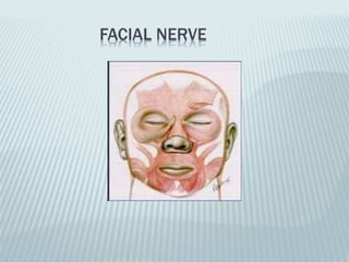 FACIAL NERVE
 