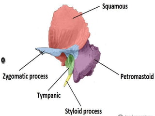 Temporal Bone and Facial Nerve Anatomy | PPTX