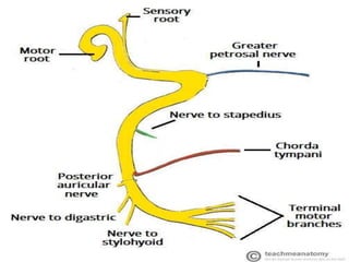 Temporal Bone and Facial Nerve Anatomy | PPTX