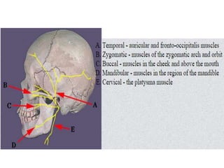 Temporal Bone and Facial Nerve Anatomy | PPTX