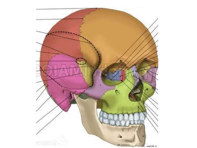Temporal Bone And Facial Nerve Anatomy