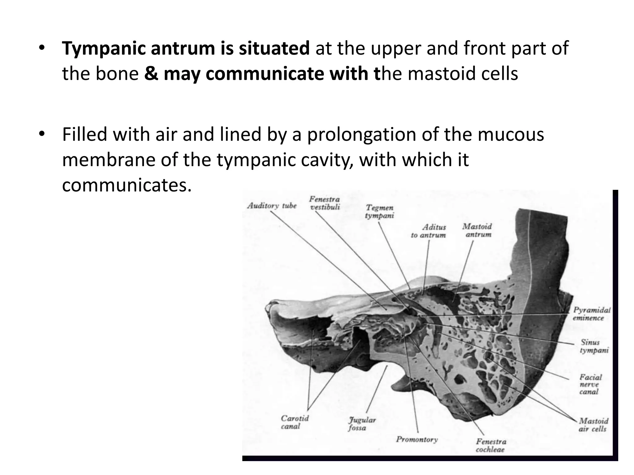 • Tympanic antrum is situated at the upper and front part of
the bone & may communicate with the mastoid cells
• Filled with air and lined by a prolongation of the mucous
membrane of the tympanic cavity, with which it
communicates.
 