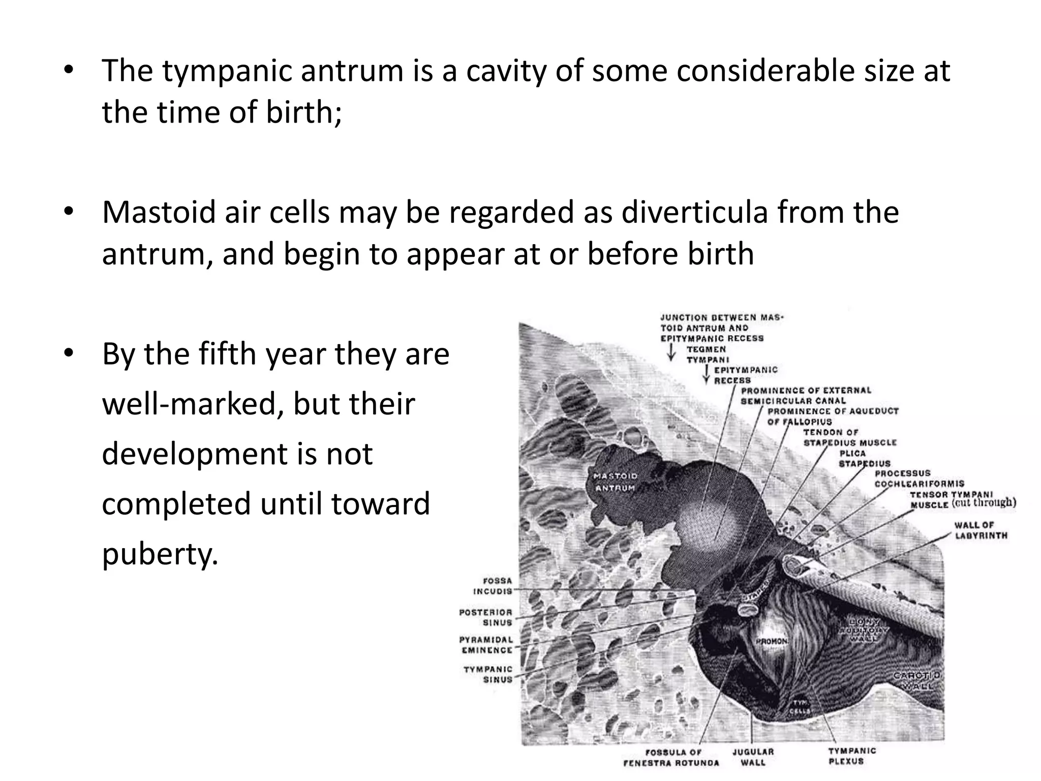 • The tympanic antrum is a cavity of some considerable size at
the time of birth;
• Mastoid air cells may be regarded as diverticula from the
antrum, and begin to appear at or before birth
• By the fifth year they are
well-marked, but their
development is not
completed until toward
puberty.
 