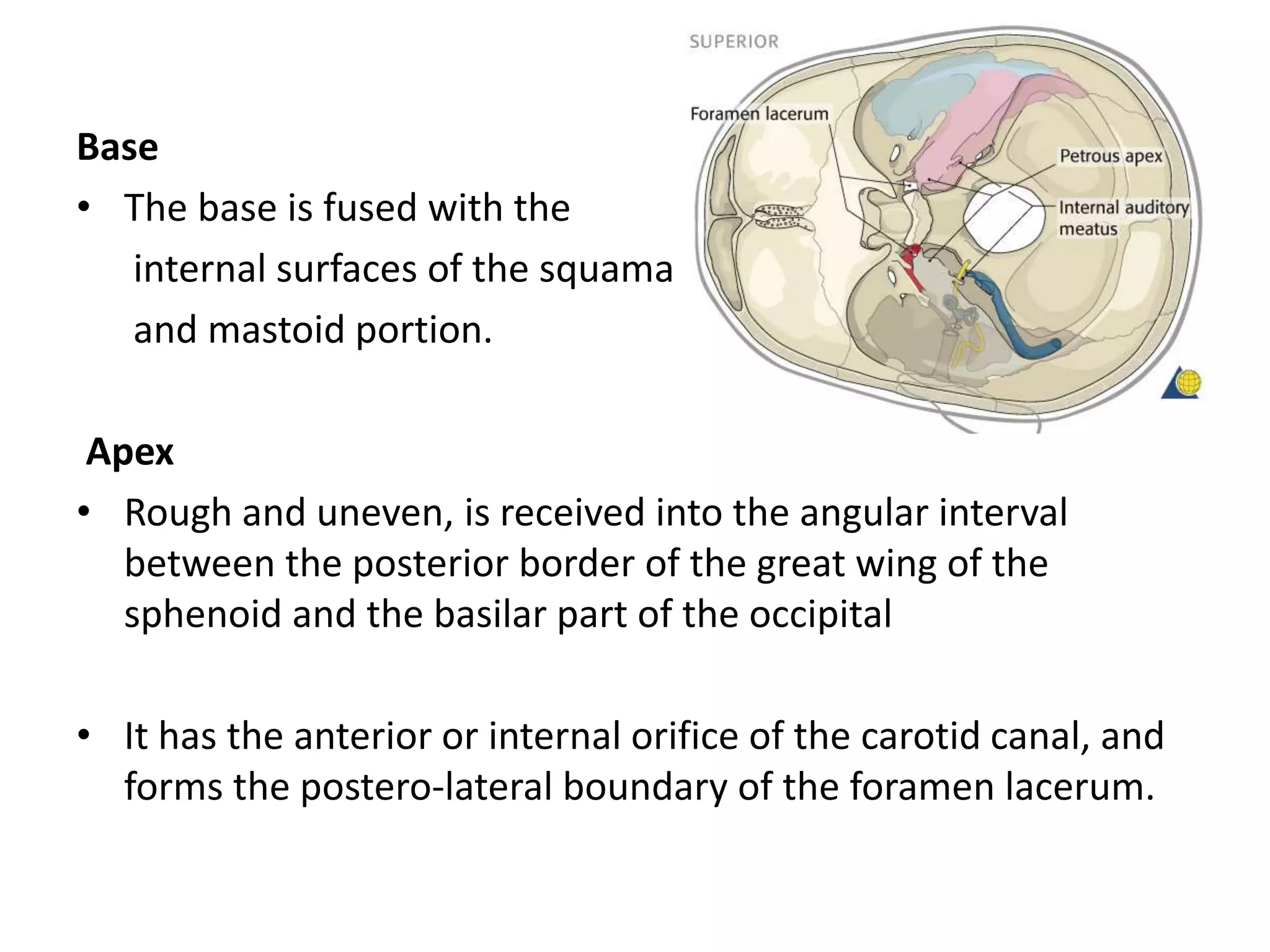 Base
• The base is fused with the
internal surfaces of the squama
and mastoid portion.
Apex
• Rough and uneven, is received into the angular interval
between the posterior border of the great wing of the
sphenoid and the basilar part of the occipital
• It has the anterior or internal orifice of the carotid canal, and
forms the postero-lateral boundary of the foramen lacerum.
 