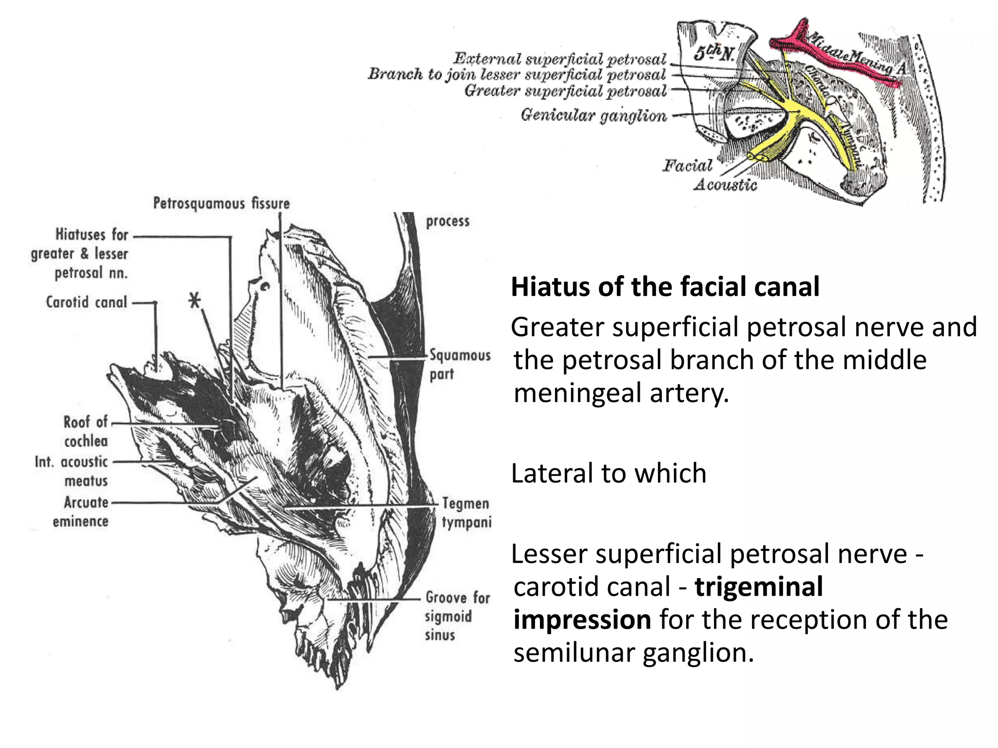 Hiatus of the facial canal
Greater superficial petrosal nerve and
the petrosal branch of the middle
meningeal artery.
Lateral to which
Lesser superficial petrosal nerve -
carotid canal - trigeminal
impression for the reception of the
semilunar ganglion.
 