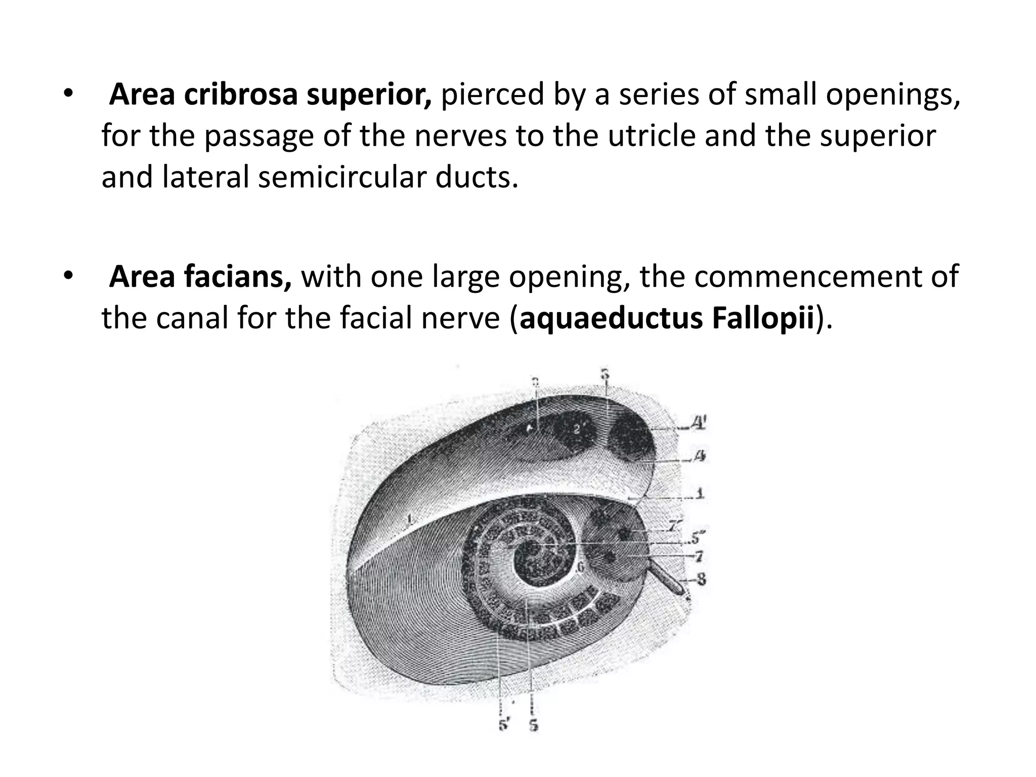• Area cribrosa superior, pierced by a series of small openings,
for the passage of the nerves to the utricle and the superior
and lateral semicircular ducts.
• Area facians, with one large opening, the commencement of
the canal for the facial nerve (aquaeductus Fallopii).
 