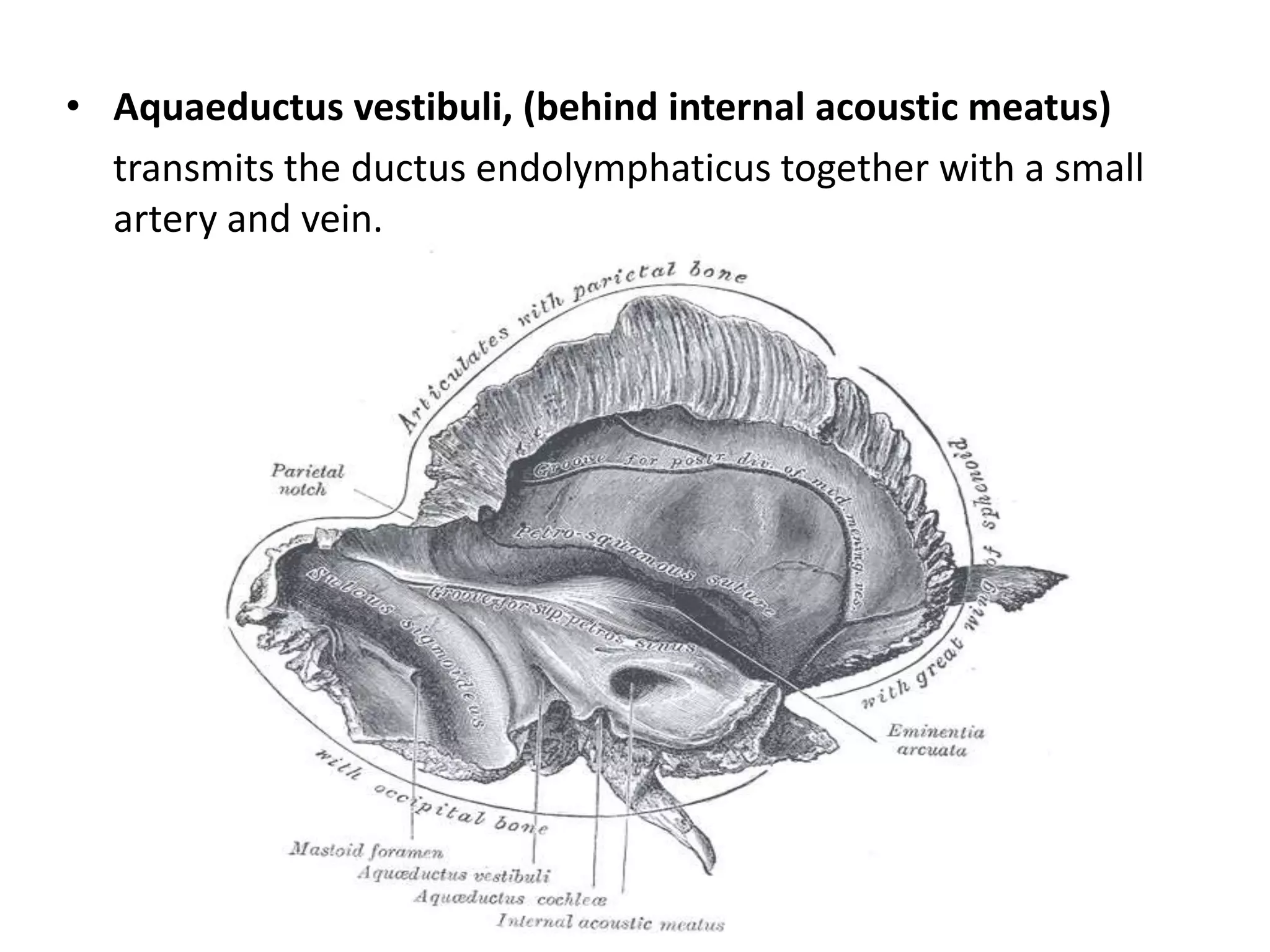 • Aquaeductus vestibuli, (behind internal acoustic meatus)
transmits the ductus endolymphaticus together with a small
artery and vein.
 