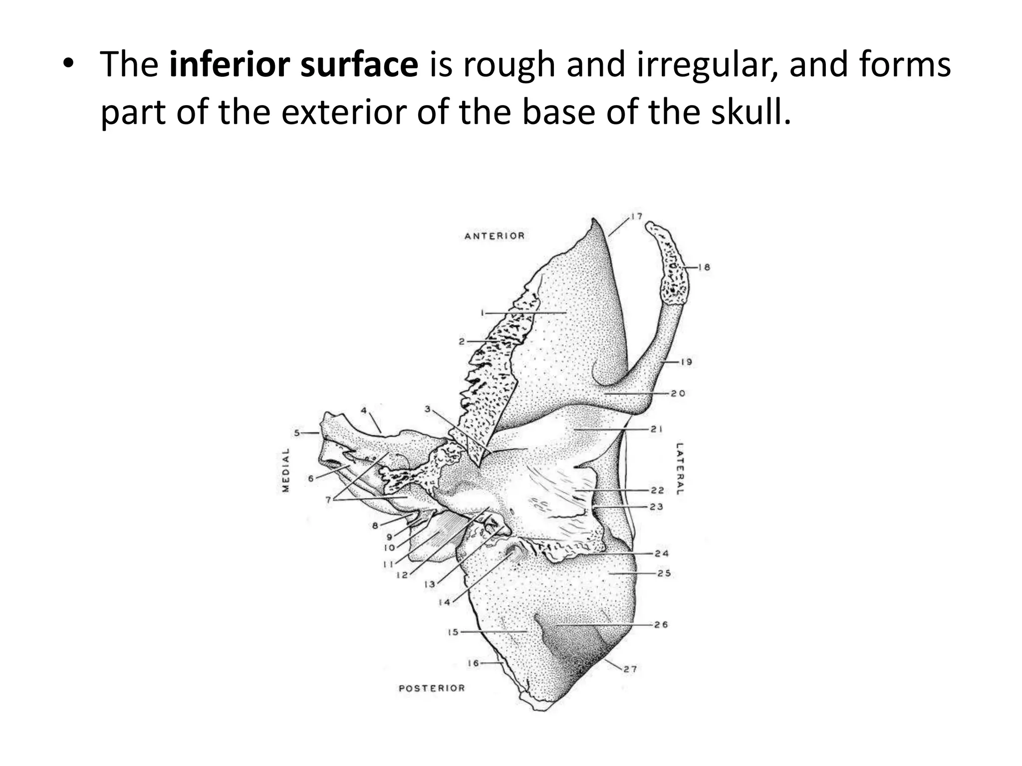 • The inferior surface is rough and irregular, and forms
part of the exterior of the base of the skull.
 