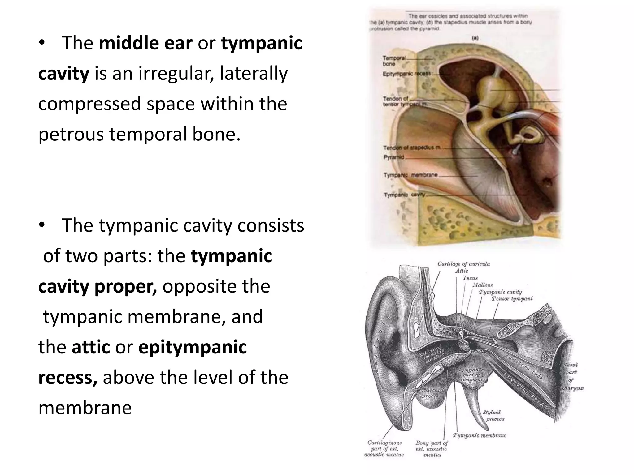 • The middle ear or tympanic
cavity is an irregular, laterally
compressed space within the
petrous temporal bone.
• The tympanic cavity consists
of two parts: the tympanic
cavity proper, opposite the
tympanic membrane, and
the attic or epitympanic
recess, above the level of the
membrane
 