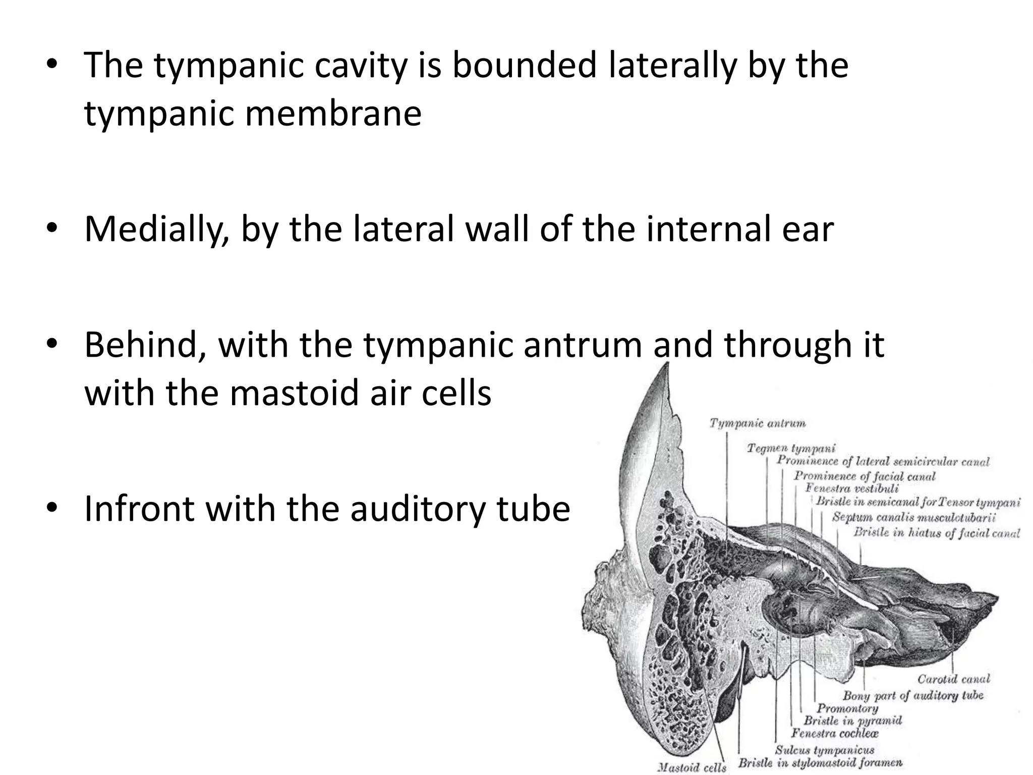 • The tympanic cavity is bounded laterally by the
tympanic membrane
• Medially, by the lateral wall of the internal ear
• Behind, with the tympanic antrum and through it
with the mastoid air cells
• Infront with the auditory tube
 