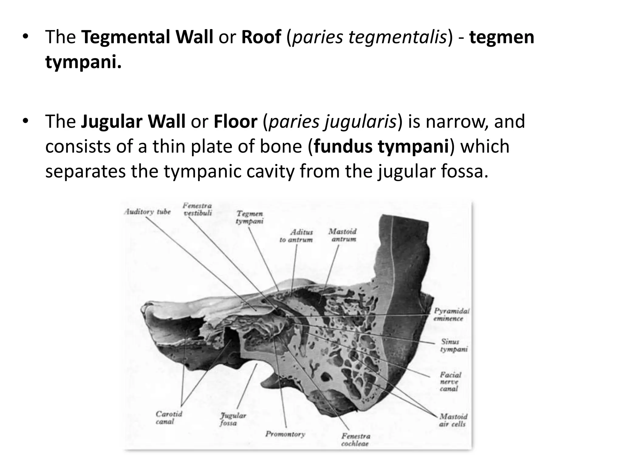 • The Tegmental Wall or Roof (paries tegmentalis) - tegmen
tympani.
• The Jugular Wall or Floor (paries jugularis) is narrow, and
consists of a thin plate of bone (fundus tympani) which
separates the tympanic cavity from the jugular fossa.
 