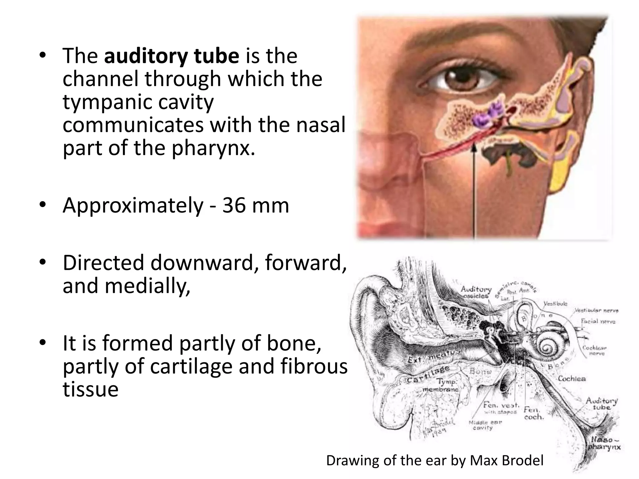 • The auditory tube is the
channel through which the
tympanic cavity
communicates with the nasal
part of the pharynx.
• Approximately - 36 mm
• Directed downward, forward,
and medially,
• It is formed partly of bone,
partly of cartilage and fibrous
tissue
Drawing of the ear by Max Brodel
 