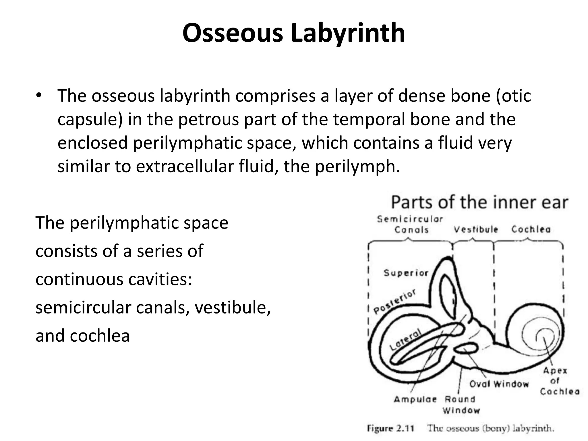Osseous Labyrinth
• The osseous labyrinth comprises a layer of dense bone (otic
capsule) in the petrous part of the temporal bone and the
enclosed perilymphatic space, which contains a fluid very
similar to extracellular fluid, the perilymph.
The perilymphatic space
consists of a series of
continuous cavities:
semicircular canals, vestibule,
and cochlea
 