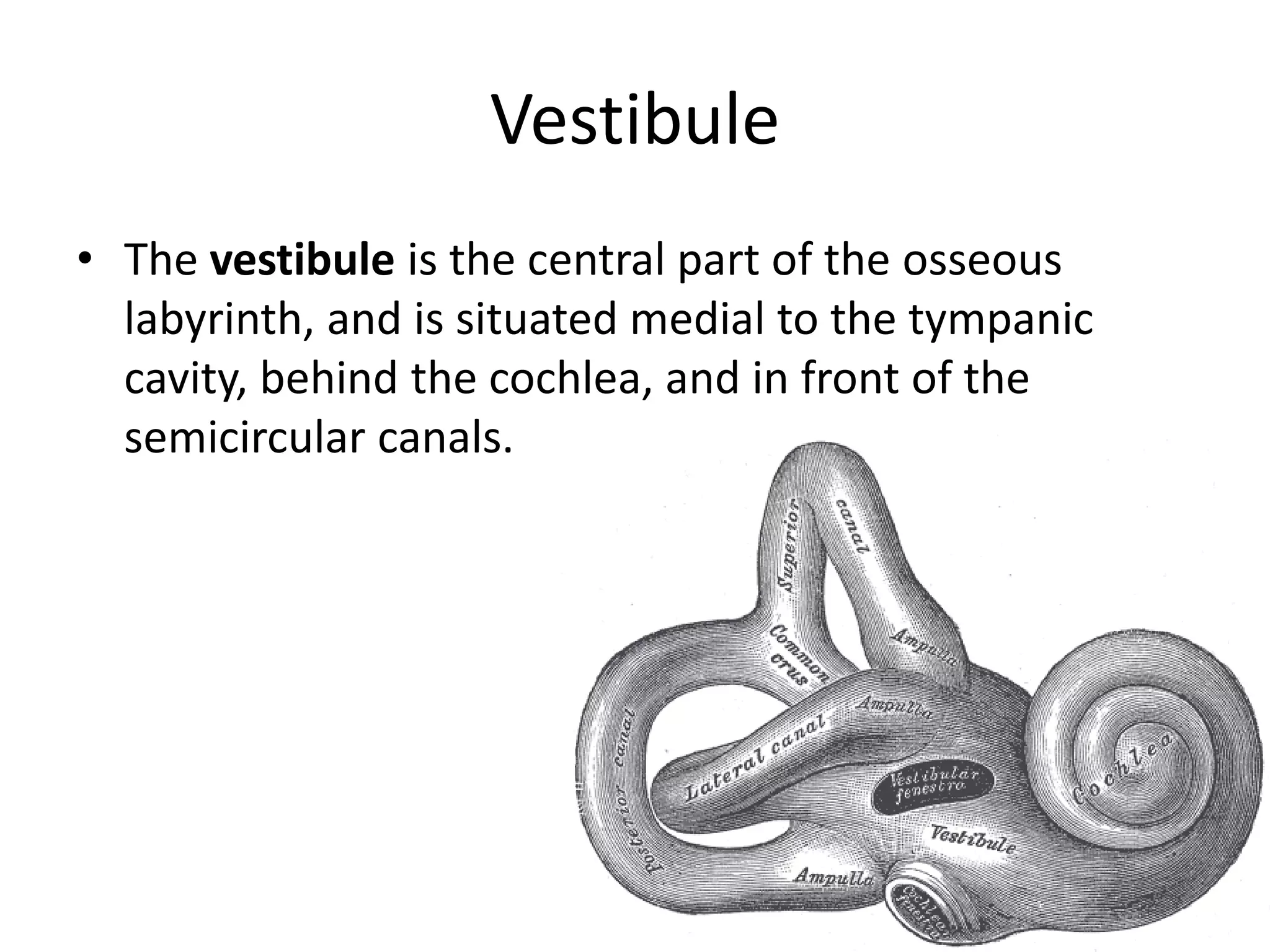 Vestibule
• The vestibule is the central part of the osseous
labyrinth, and is situated medial to the tympanic
cavity, behind the cochlea, and in front of the
semicircular canals.
 