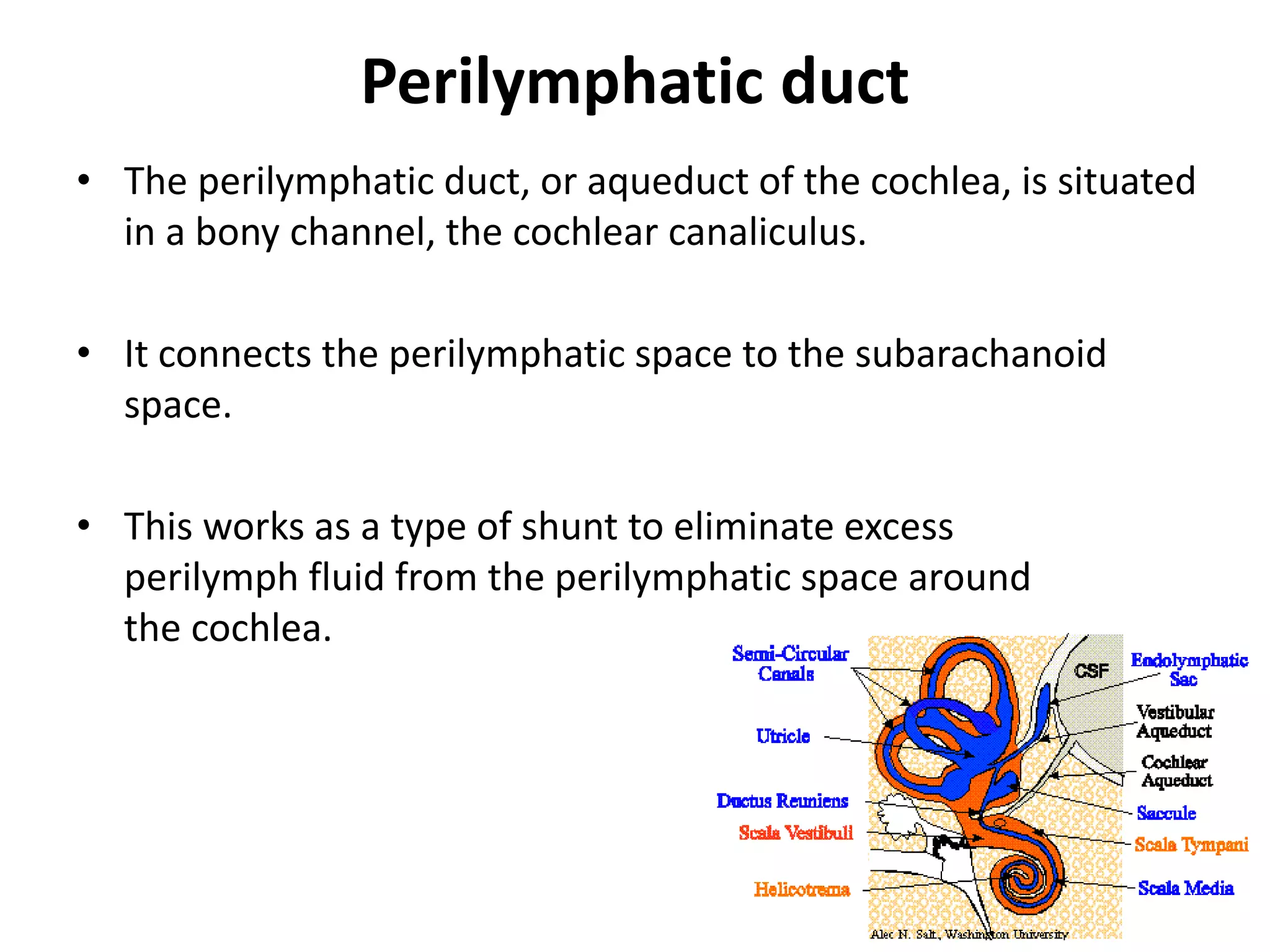 Perilymphatic duct
• The perilymphatic duct, or aqueduct of the cochlea, is situated
in a bony channel, the cochlear canaliculus.
• It connects the perilymphatic space to the subarachanoid
space.
• This works as a type of shunt to eliminate excess
perilymph fluid from the perilymphatic space around
the cochlea.
 