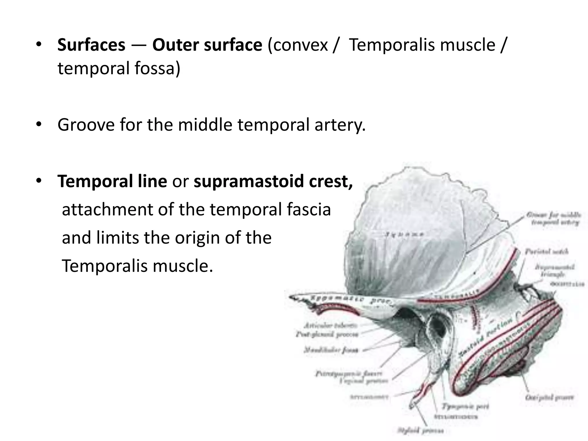 • Surfaces — Outer surface (convex / Temporalis muscle /
temporal fossa)
• Groove for the middle temporal artery.
• Temporal line or supramastoid crest,
attachment of the temporal fascia
and limits the origin of the
Temporalis muscle.
 