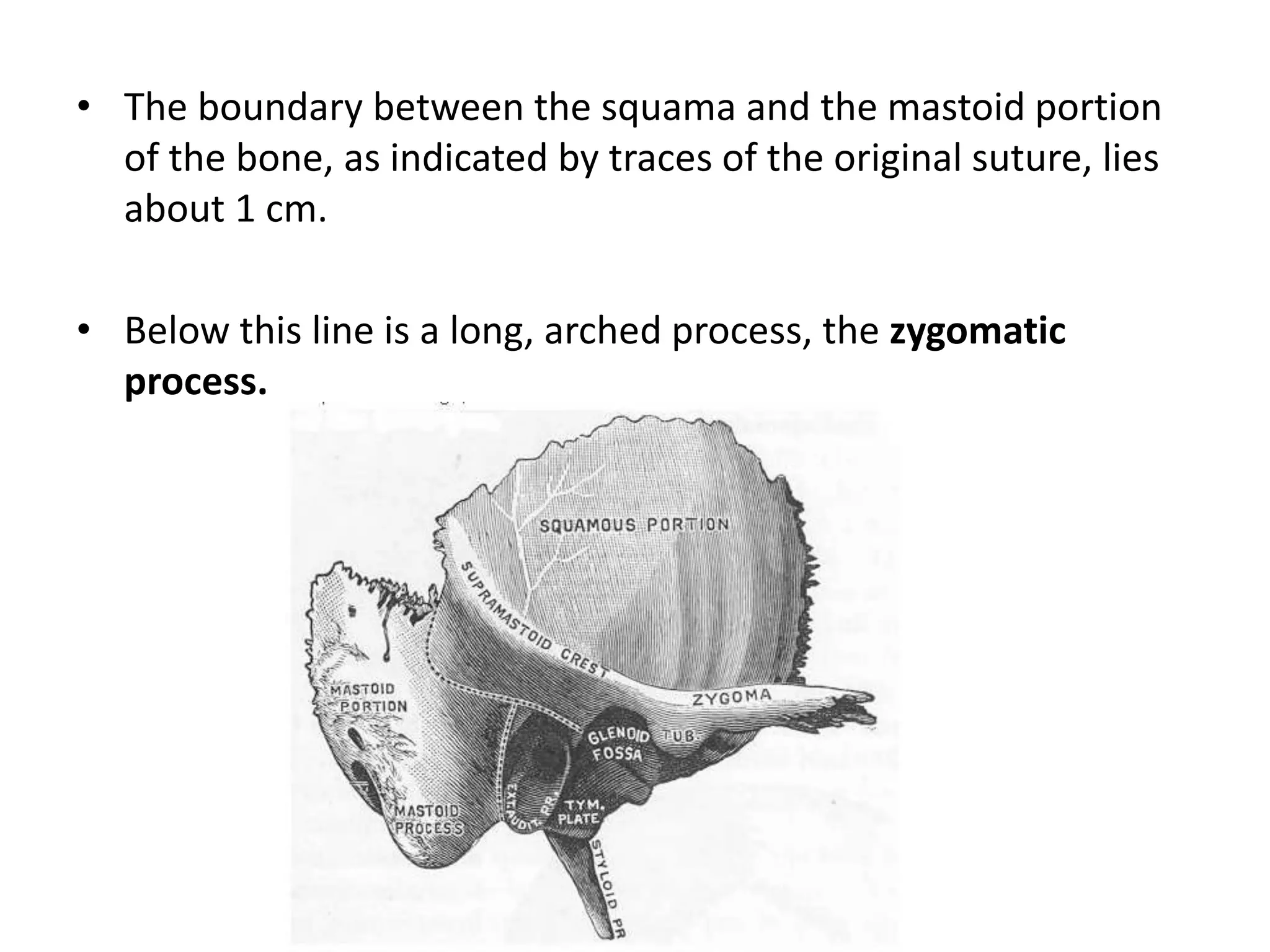 • The boundary between the squama and the mastoid portion
of the bone, as indicated by traces of the original suture, lies
about 1 cm.
• Below this line is a long, arched process, the zygomatic
process.
 