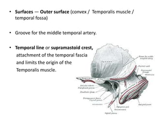 Temporal bone1