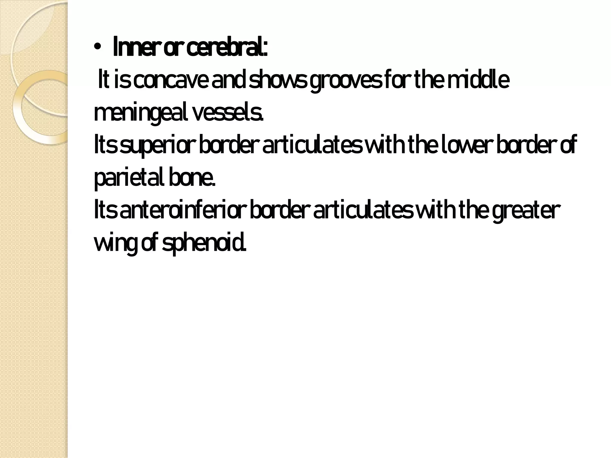 • Innerorcerebral:
Itisconcaveandshowsgroovesforthemiddle
meningealvessels.
Itssuperiorborderarticulateswiththelowerborderof
parietalbone.
Itsanteroinferiorborderarticulateswiththegreater
wing ofsphenoid.
 