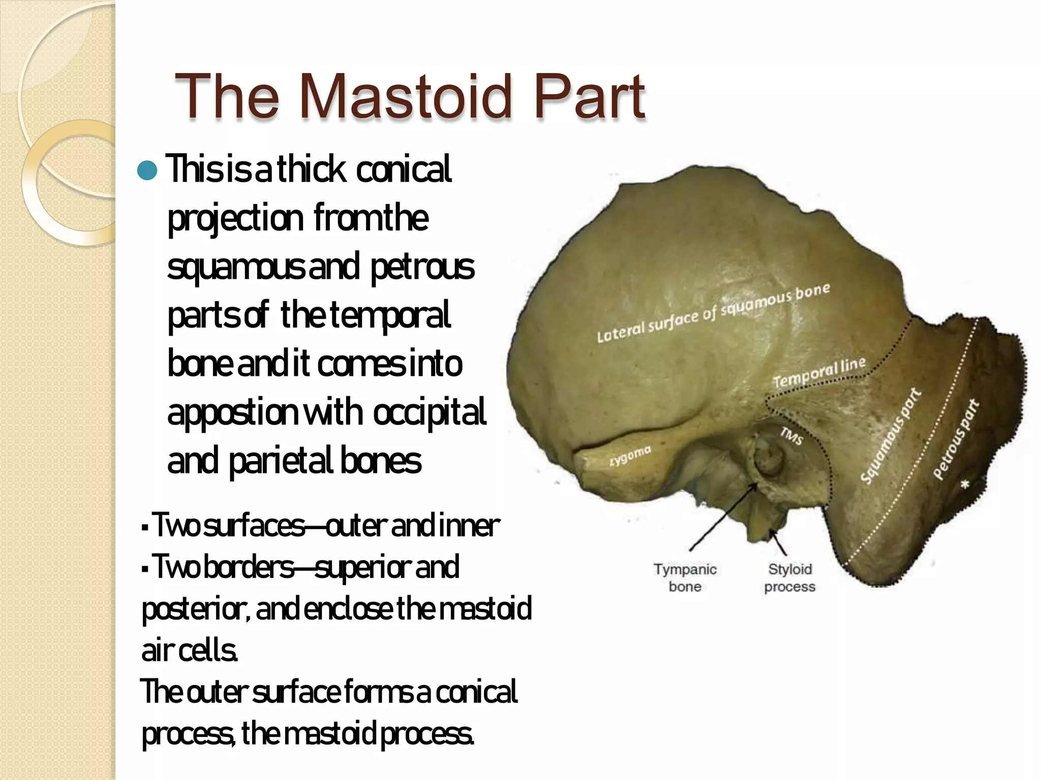 The Mastoid Part
⚫ Thisisathick conical
projection fromthe
squamousand petrous
partsof thetemporal
boneanditcomesinto
appostionwith occipital
and parietalbones
•Twosurfaces—outerandinner
•Twoborders—superiorand
posterior,andenclosethemastoid
aircells.
Theoutersurfaceformsaconical
process,themastoidprocess.
 