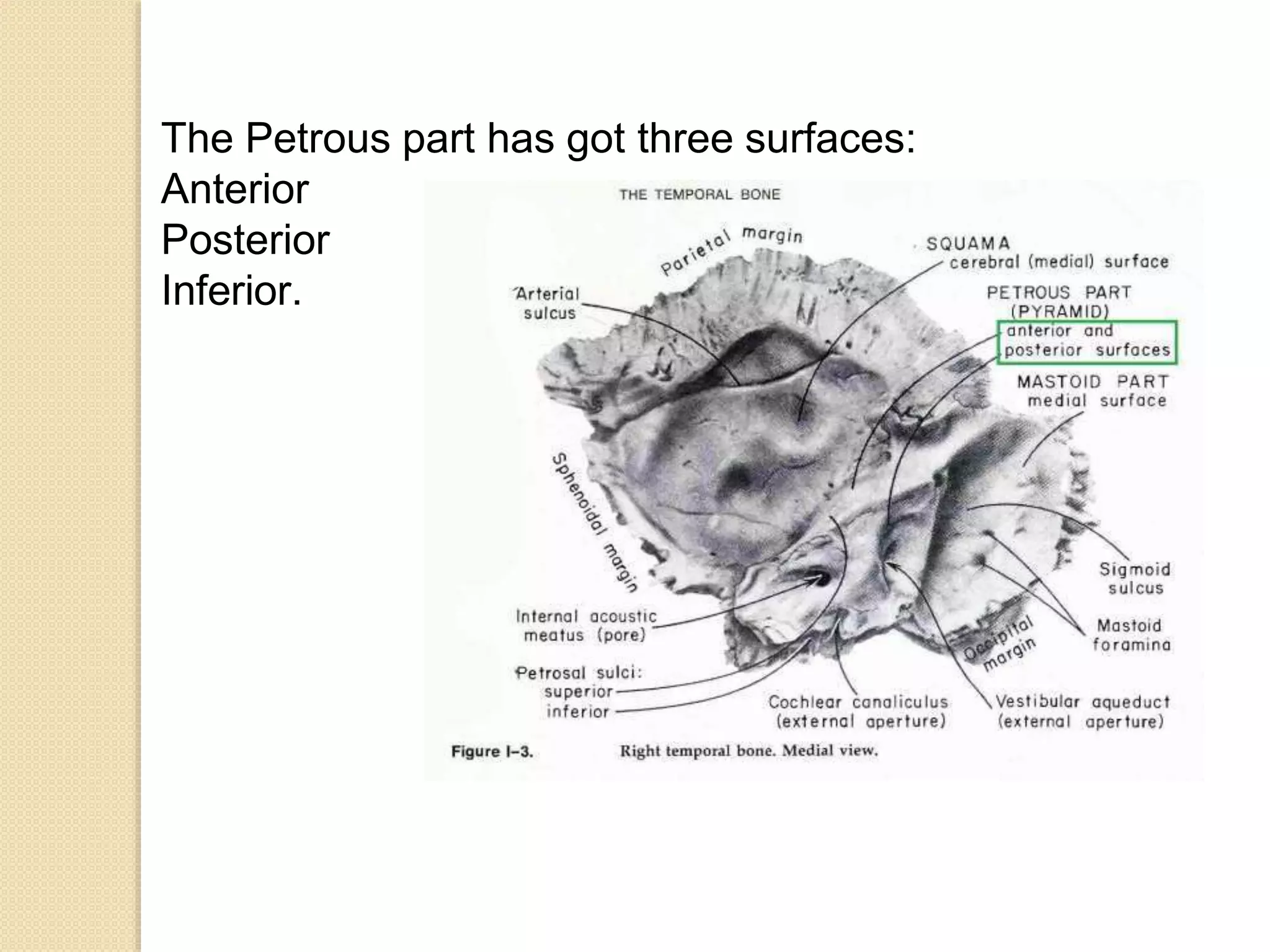 The Petrous part has got three surfaces:
Anterior
Posterior
Inferior.
 