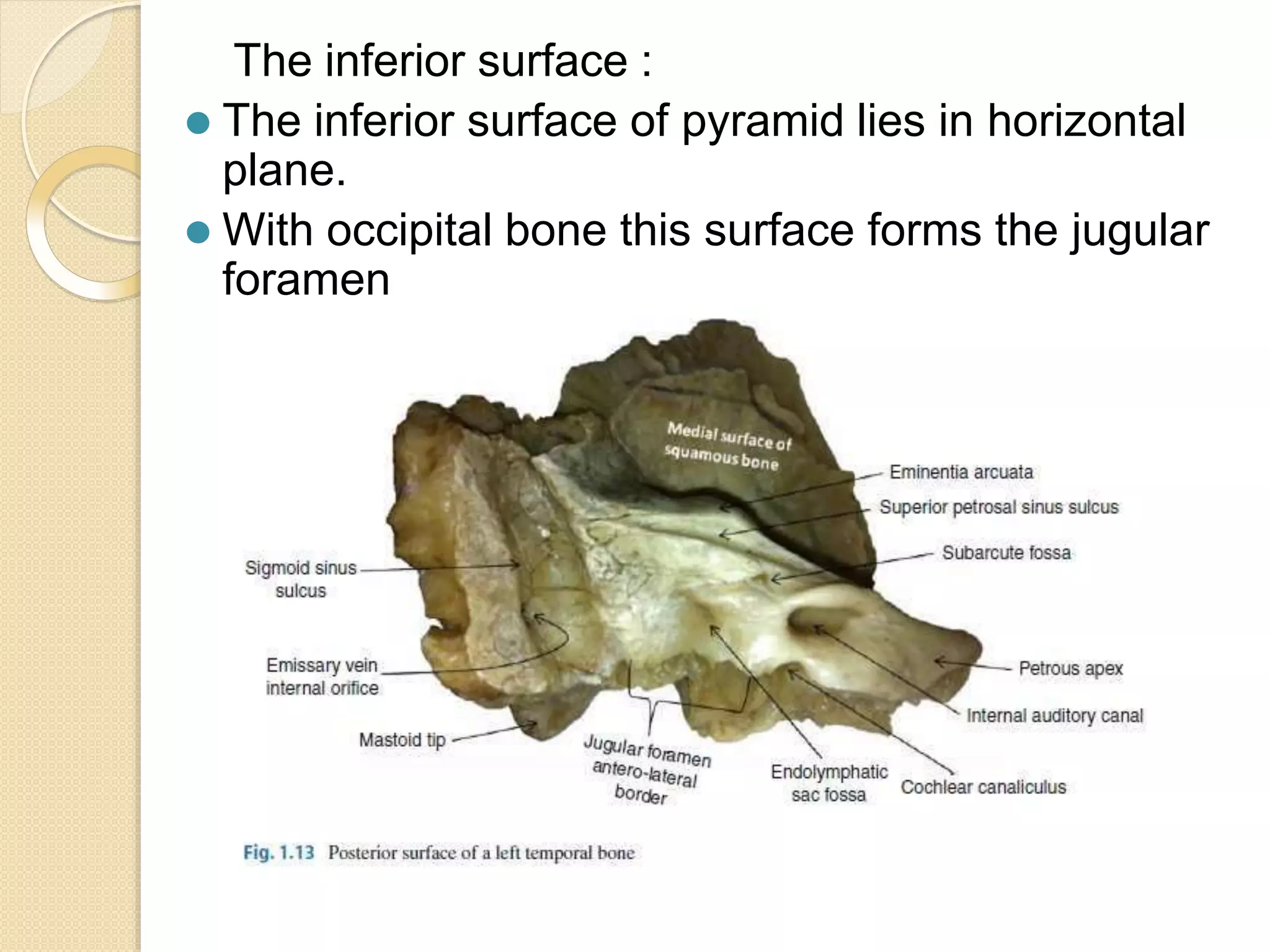 The inferior surface :
⚫ The inferior surface of pyramid lies in horizontal
plane.
⚫ With occipital bone this surface forms the jugular
foramen
 