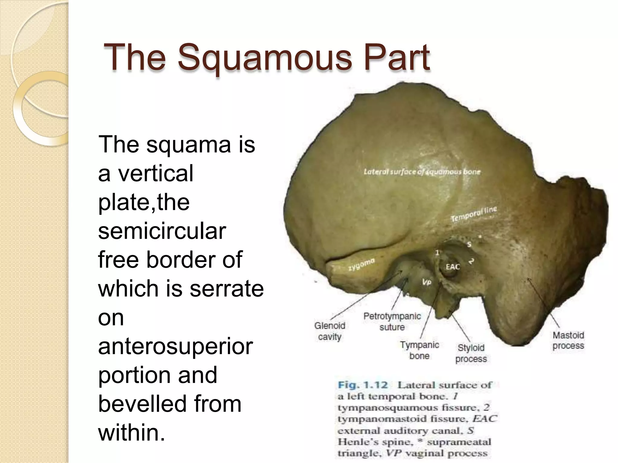 The Squamous Part
The squama is
a vertical
plate,the
semicircular
free border of
which is serrate
on
anterosuperior
portion and
bevelled from
within.
 