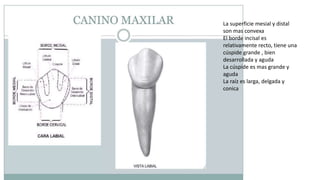 La superficie mesial y distal
son mas convexa
El borde incisal es
relativamente recto, tiene una
cúspide grande , bien
desarrollada y aguda
La cúspide es mas grande y
aguda
La raíz es larga, delgada y
conica
 