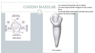 Las crestas del esamalte son el cíngulo
La cresta lingual divide la lingual en dos suaves
fosas
La raíz del diete suele estar inclinada hacia distal
apartir del tercio medio
 