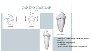 La dimesion vestíbulolingual en tercio cervical
es mayor
Es de mayor proporciones
La cara distal
La línea cervical es menor en la cara mesial
 