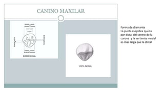 Forma de diamante
La punta cuspidea queda
por distal del centro de la
corona y la vertiente mesial
es mas larga que la distal
 