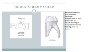 La corona se estrecha
marcadamente
La cúspide
distovestibular es larga
y destacada y la
cúspide distolingual
esta poco desarrollada
Se distiguen la tres
raíces
 