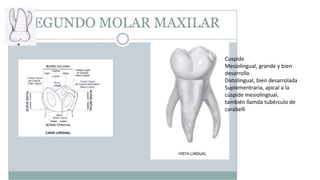 Cuspide
Mesiolingual, grande y bien
desarrollo
Distolingual, bien desarrolada
Suplementraria, apical a la
cúspide mesiolingiual,
también llamda tubérculo de
carabelli
 