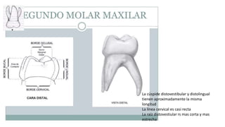 La cúspide distovestibular y distolingual
tienen aproximadamente la misma
longitud
La línea cervical es casi recta
La raíz distovestiular rs mas corta y mas
estrecha
 