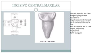 Concava, muestra una cresta
marginal y cíngulo bien
desarrollada
Cingulo se extiende hacia el
borde incisal, dividiendo la
fosa
Raiz se estrecha por su cara
lingual , depresión
longitudinal
Perfil triangular
 