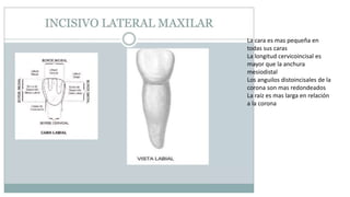 La cara es mas pequeña en
todas sus caras
La longitud cervicoincisal es
mayor que la anchura
mesiodistal
Los anguilos distoincisales de la
corona son mas redondeados
La raíz es mas larga en relación
a la corona
 
