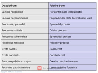 temporal ethmoid maxilla mandible by RMM.pdf