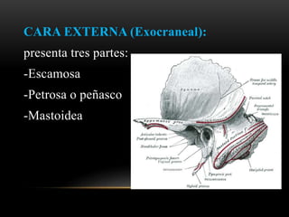CARA EXTERNA (Exocraneal):
presenta tres partes:
-Escamosa
-Petrosa o peñasco
-Mastoidea
 