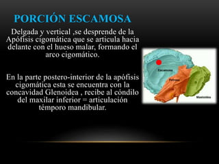 PORCIÓN ESCAMOSA
Delgada y vertical ,se desprende de la
Apófisis cigomática que se articula hacia
delante con el hueso malar, formando el
arco cigomático.
En la parte postero-interior de la apófisis
cigomática esta se encuentra con la
concavidad Glenoidea , recibe al cóndilo
del maxilar inferior = articulación
témporo mandibular.
 