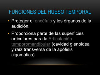 FUNCIONES DEL HUESO TEMPORAL
• Proteger el encéfalo y los órganos de la
audición.
• Proporciona parte de las superficies
articulares para la Articulación
temporomandibular (cavidad glenoidea
y raíz transversa de la apófisis
cigomática)
 
