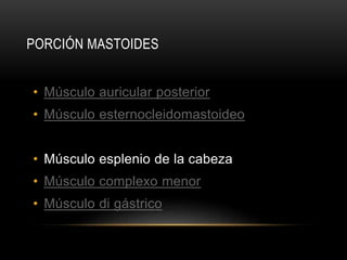 PORCIÓN MASTOIDES
• Músculo auricular posterior
• Músculo esternocleidomastoideo
• Músculo esplenio de la cabeza
• Músculo complexo menor
• Músculo di gástrico
 
