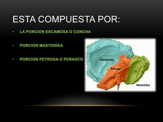 ESTA COMPUESTA POR:
• LA PORCION ESCAMOSA O CONCHA
• PORCION MASTOIDEA
• PORCION PETROSA O PEÑASCO
 