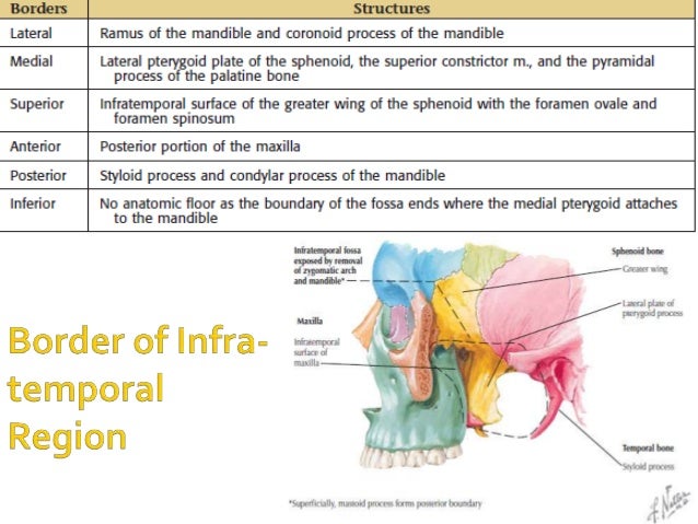 infratemporal fossa
